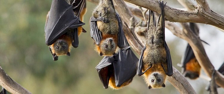 Названы 11 симптомов вируса Nipah, который может привести к следующей пандемии