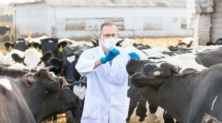 Вакцинация птиц и животных стартовала в Казахстане