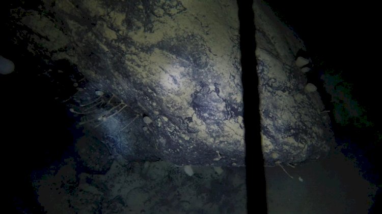 Подо льдами Антарктики обнаружены странные существа