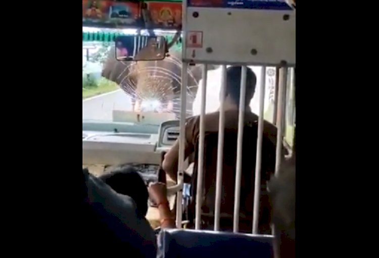 Дикий слон напал на пассажирский автобус в Индии – видео
