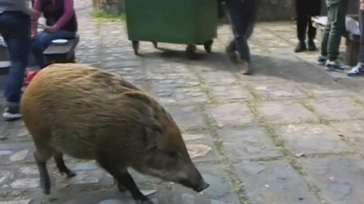 Видео визита дикого кабана в один из банков Китая обсуждают в соцсетях