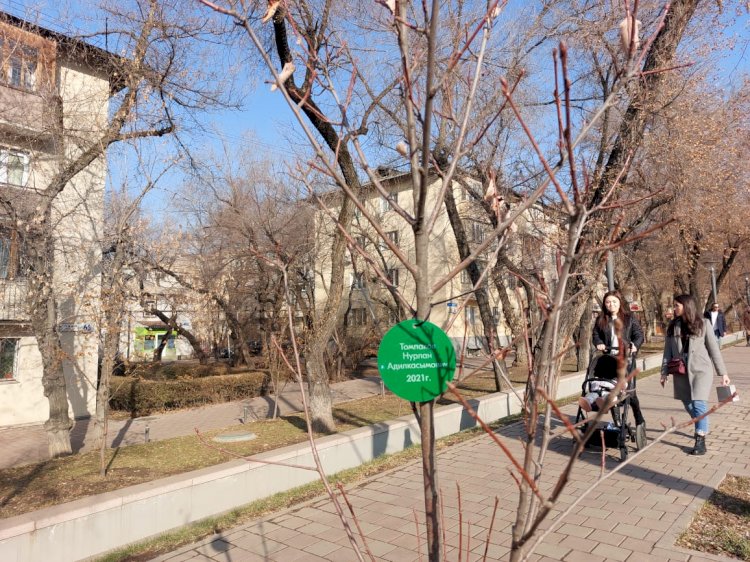Именные таблички на деревьях появились на проспекте Абая