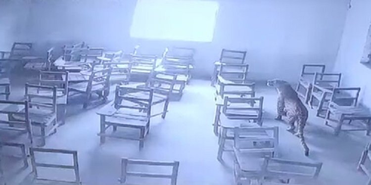 Леопард напал на студента прямо в здании колледжа в Индии – видео