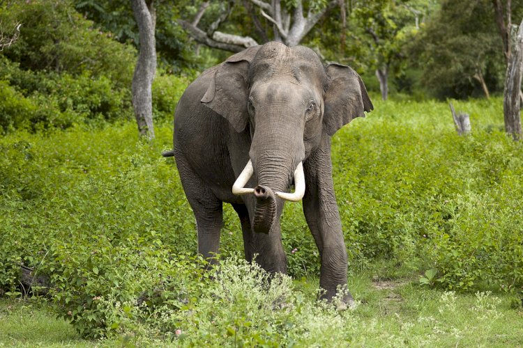 Видео с диким слоном, атаковавшим мужчину, шокировало зрителей