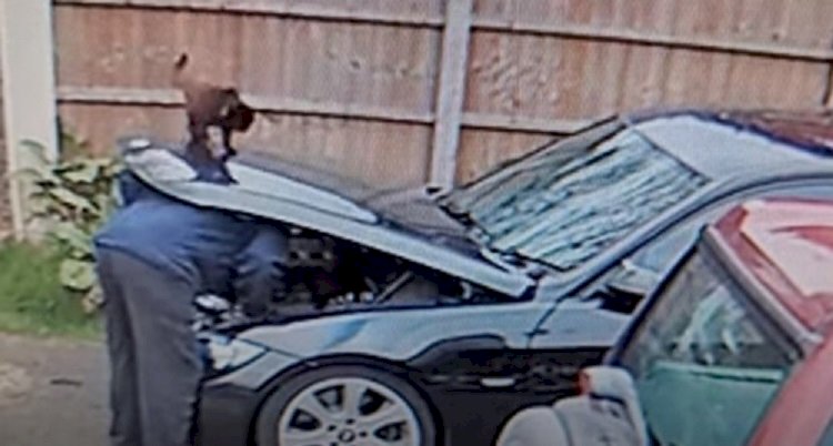 Видео с кошкой, отомстившей хозяину за равнодушие, развеселило пользователей Сети