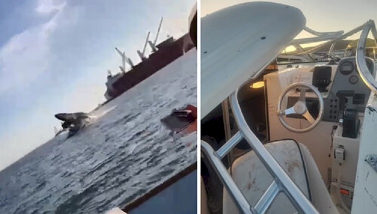 Видео нападения кита на лодку с туристами шокировало зрителей