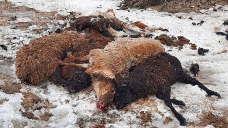 Установлены причины массовой гибели скота в Атырауской области