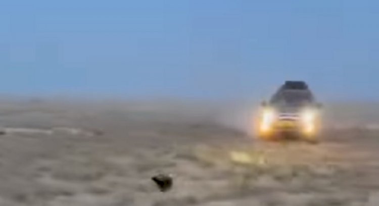 Видео погони за медоедом на внедорожниках в степи Мангистау попало в соцсети