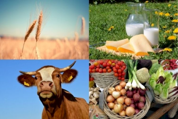 Казахстан вошел в тройку лидеров ЕАЭС по росту производства сельхозпродукции