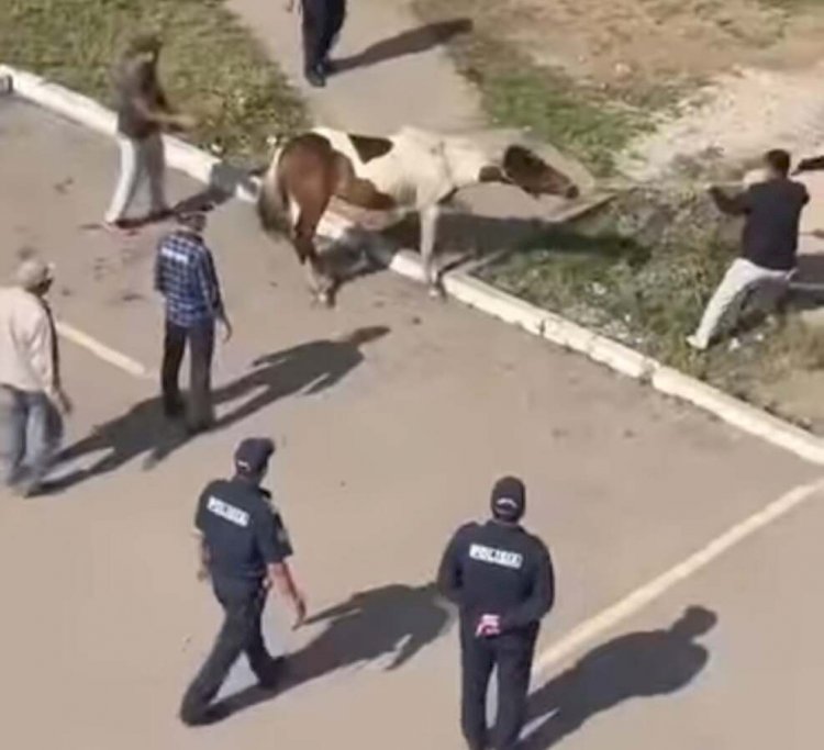 Бесхозные лошади гуляли по Нур-Султану
