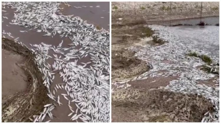 Массовая гибель мальков зафиксирована на Капшагайском водохранилище