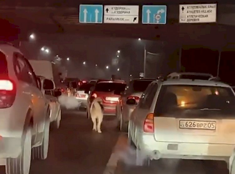 Штрафом наказан автовладелец, привязавший алабая к машине
