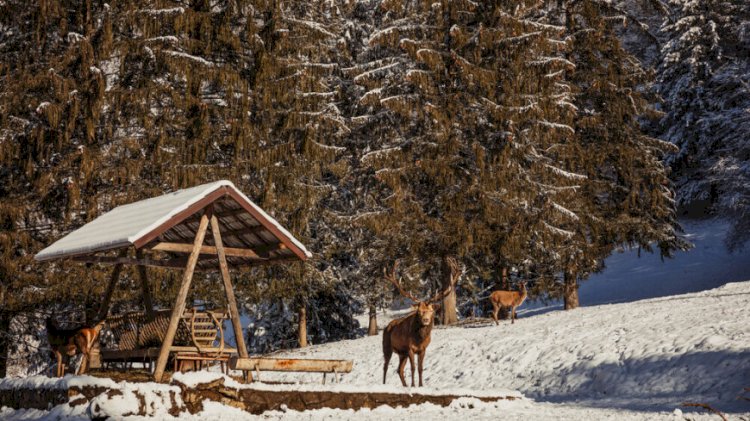 В горах Заилийского Алатау установлены кормушки для диких животных