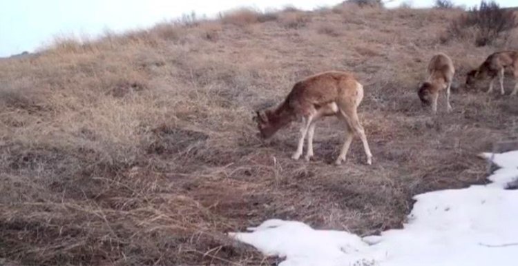 Архары и степная кошка попали в объектив фотоловушки в заповеднике Каратау