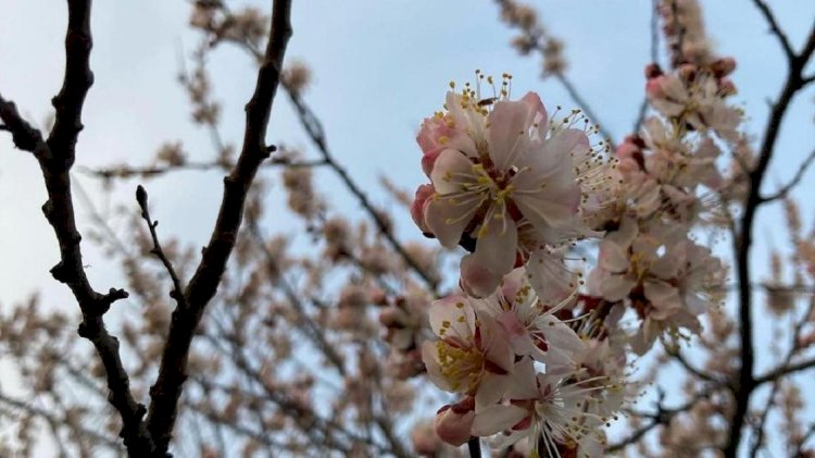 Погода в Алматы и области на 31 марта