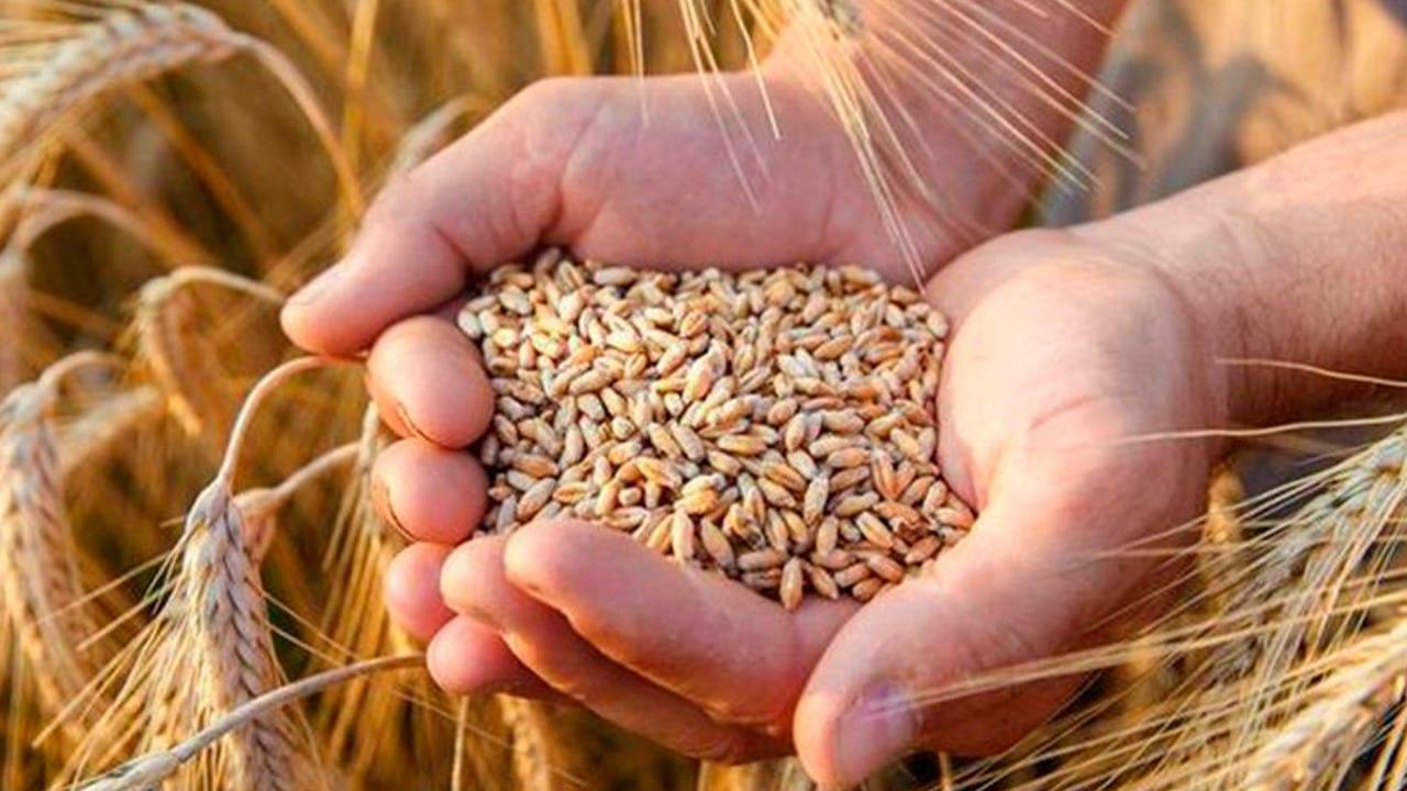Объем экспорта казахстанского зерна с учетом кормовой муки превысил 15 млн тонн