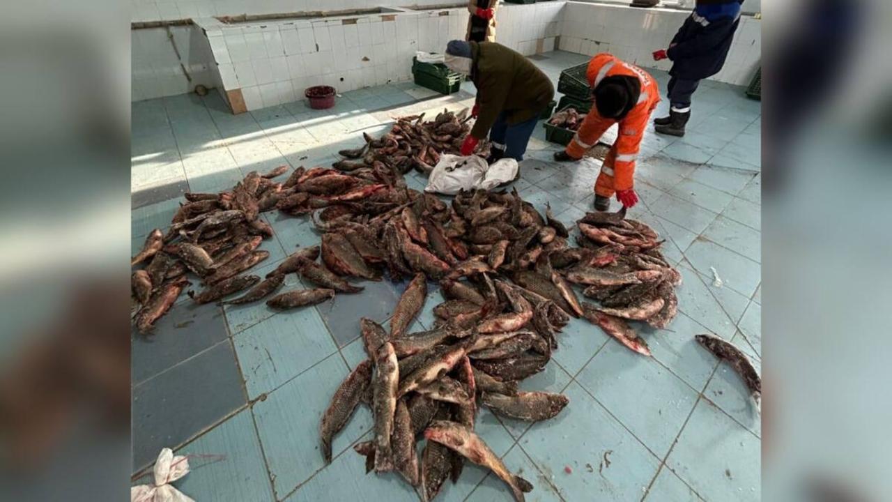 В Атырау из незаконного оборота изъято более 3 тонн рыбы