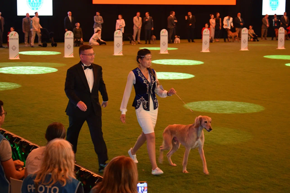 Казахский тазы триумфально представлен на World Dog Show 2026 в Болонье