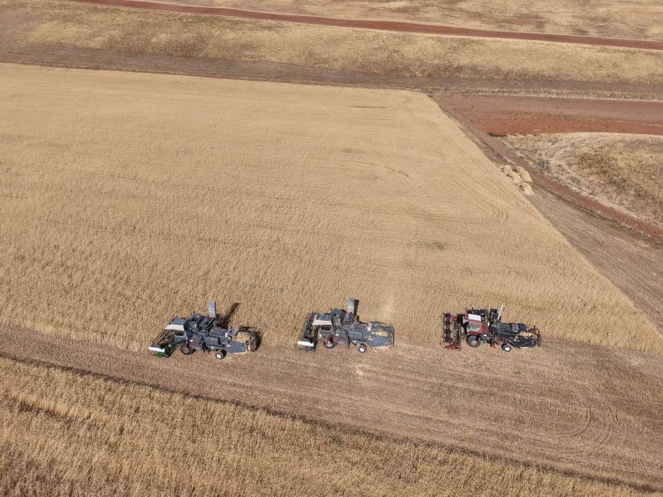 В Туркестанской области начали уборку первого урожая пшеницы