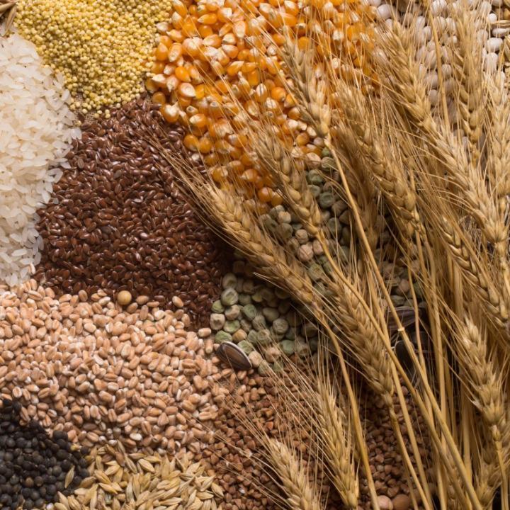 Казахстанским аграриям посоветовали взять паузу по продажам пшеницы