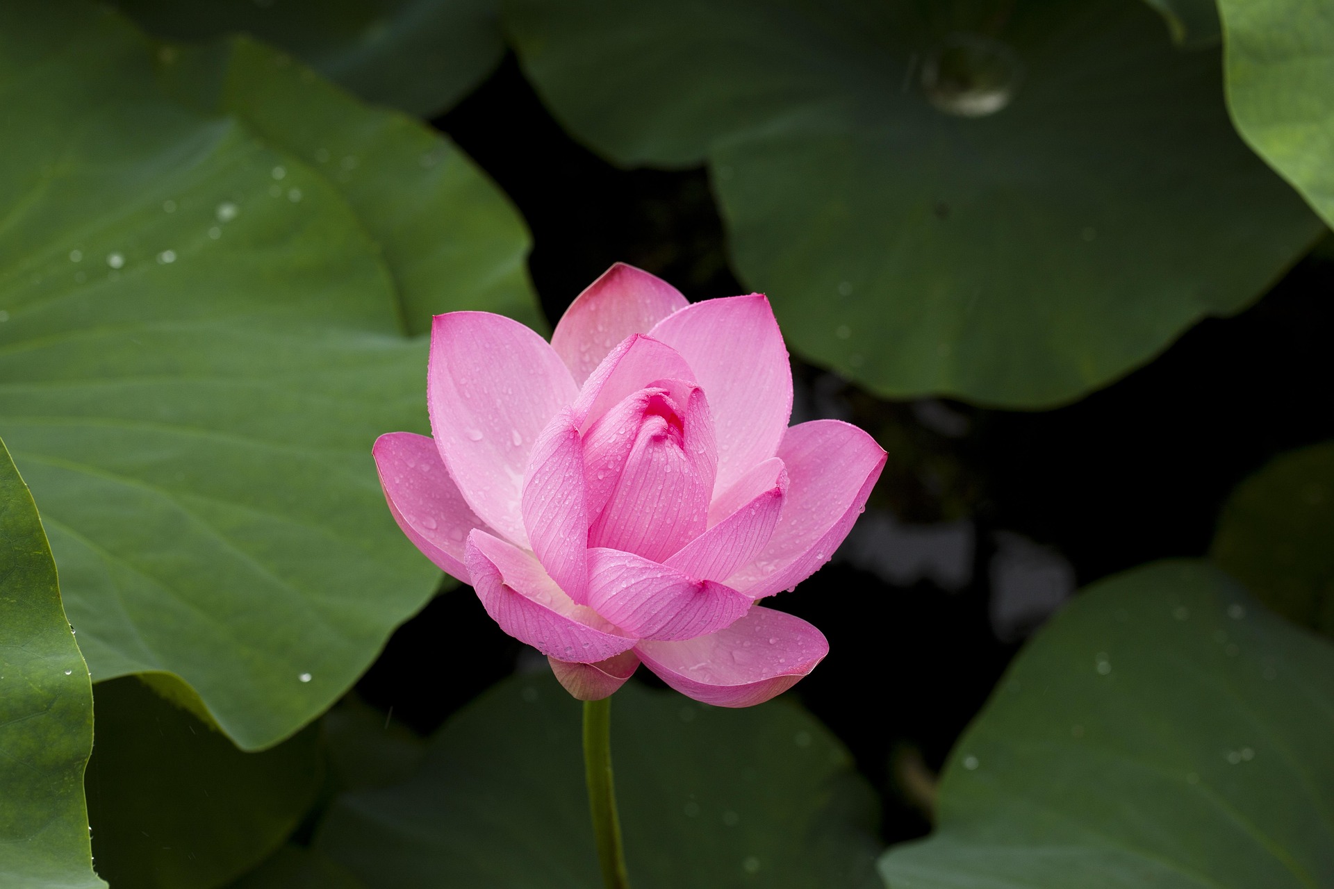 Lotus Fest-2026 в Атырауской области за два дня собрал более 40 тысяч человек