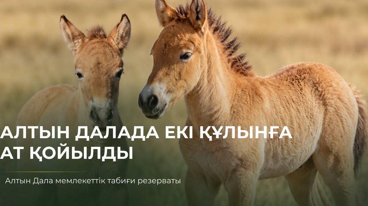 Первые родившиеся в Казахстане жеребята лошади Пржевальского официально получили имена Ботай и Тұмар